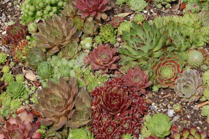 Sempervivum Dachwurz Hauswurz